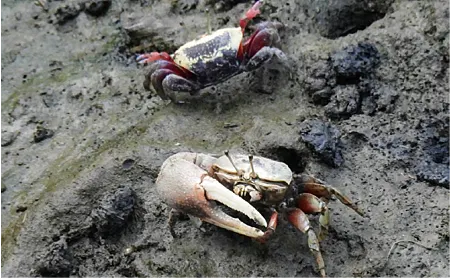 [桃園旅遊]許厝港溼地被國際鳥盟評為國際重要野鳥棲地、台灣國