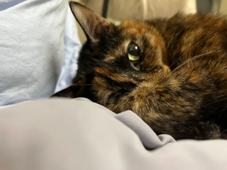 我們家的三女兒奇奇