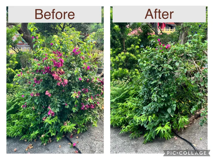 修剪後乾淨很多