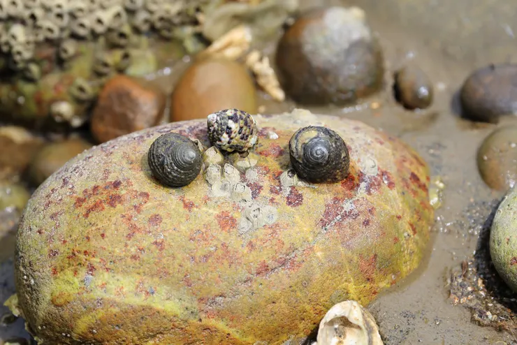 這裡的潮間帶中有各式各樣的螺貝類