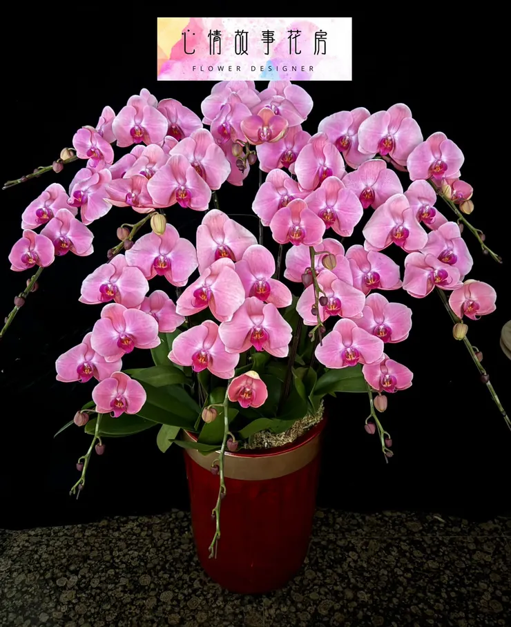 台南少數使用「出口等級蘭花」的花店｜重要場合送禮，一定要知道心情故事花房