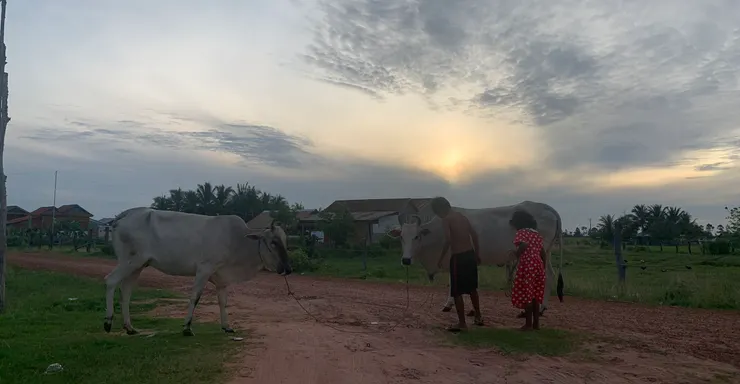 自己拍的清晨放牛的孩子走过教會前门