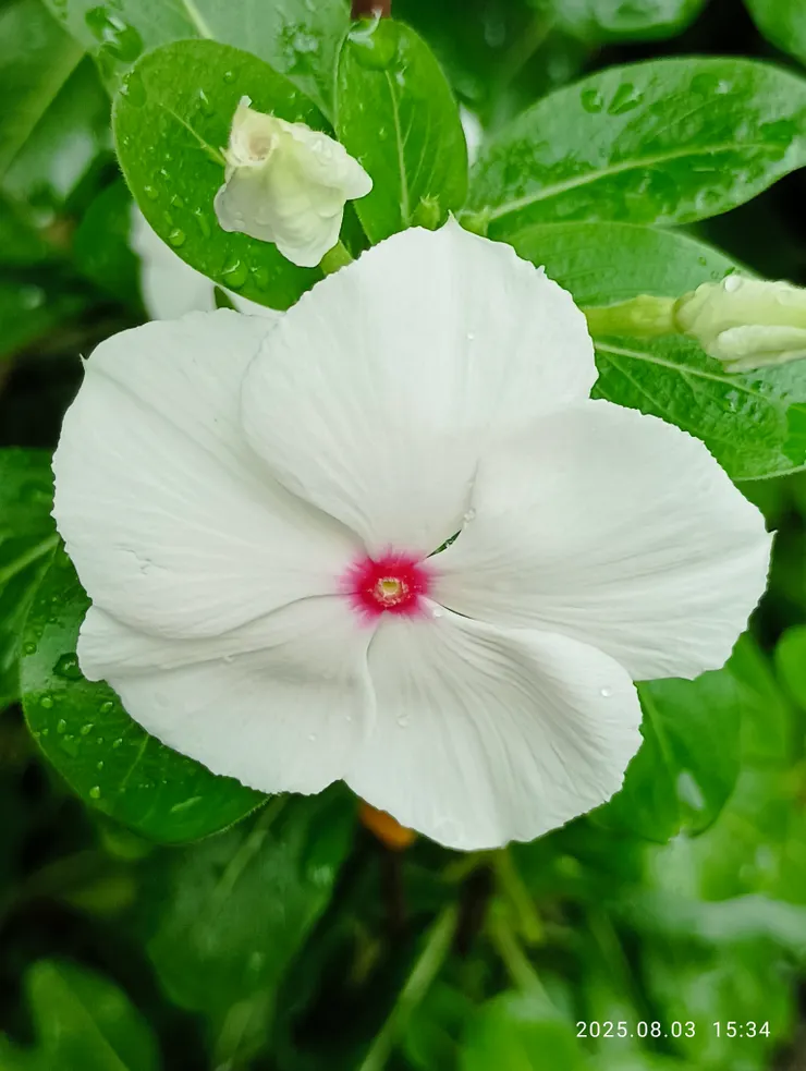 較少看到的白花日日春，自拍攝