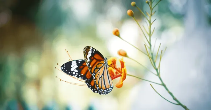 Photo by Calvin Mano on Unsplash