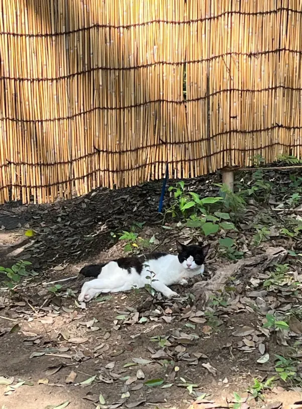 在六義園裡溫暖陽光下休憩的貓咪