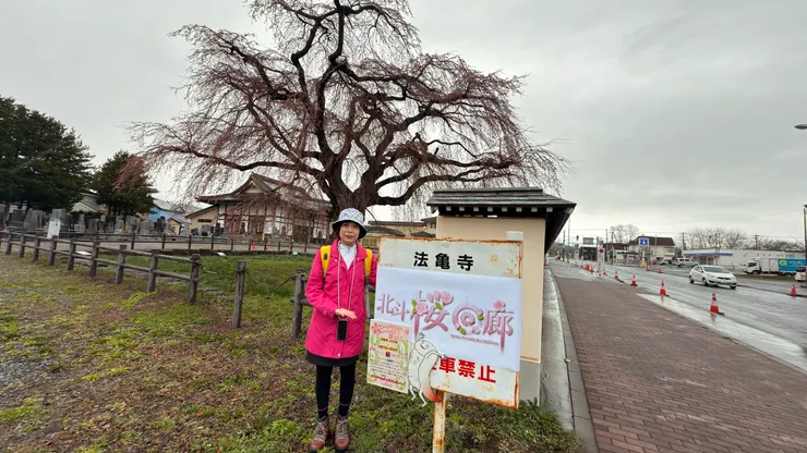 北斗市法龜寺的枝垂櫻