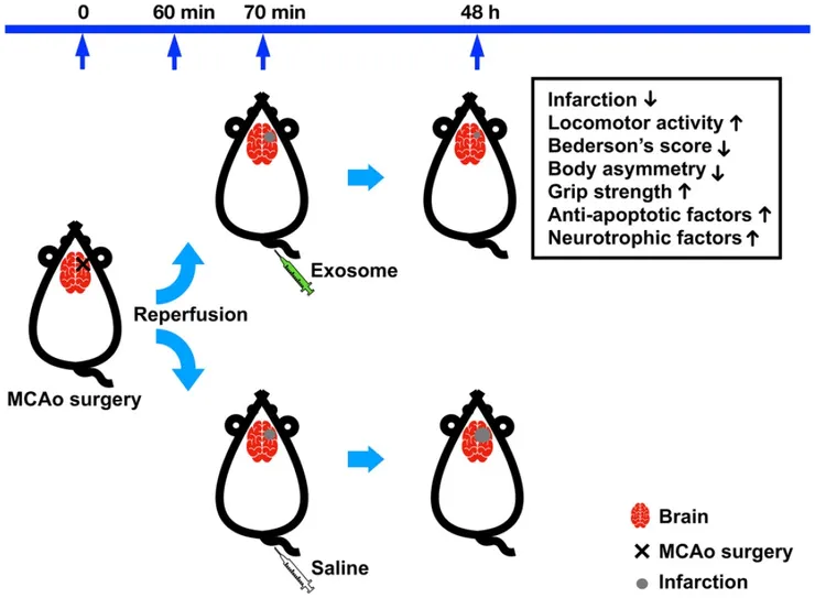 圖說:國內最新研究發現,源自人類臍帶間質幹細胞的外泌體,對於缺血性中風的大鼠,能顯著改善活動功能並促進神經修復。(資料來源:亞家生技)