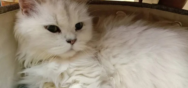 蒼太很愛漂亮，所以放他健康的照片，他會更高興