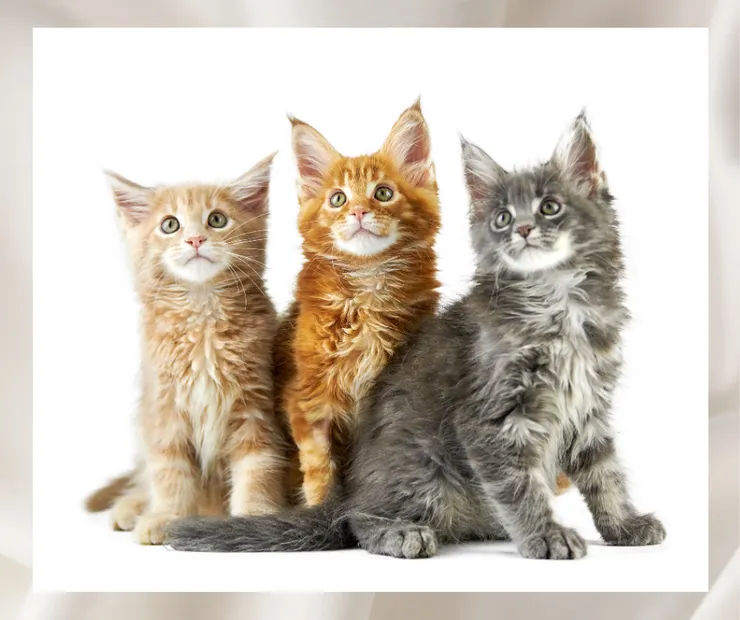 貓界的優雅巨人.緬因貓