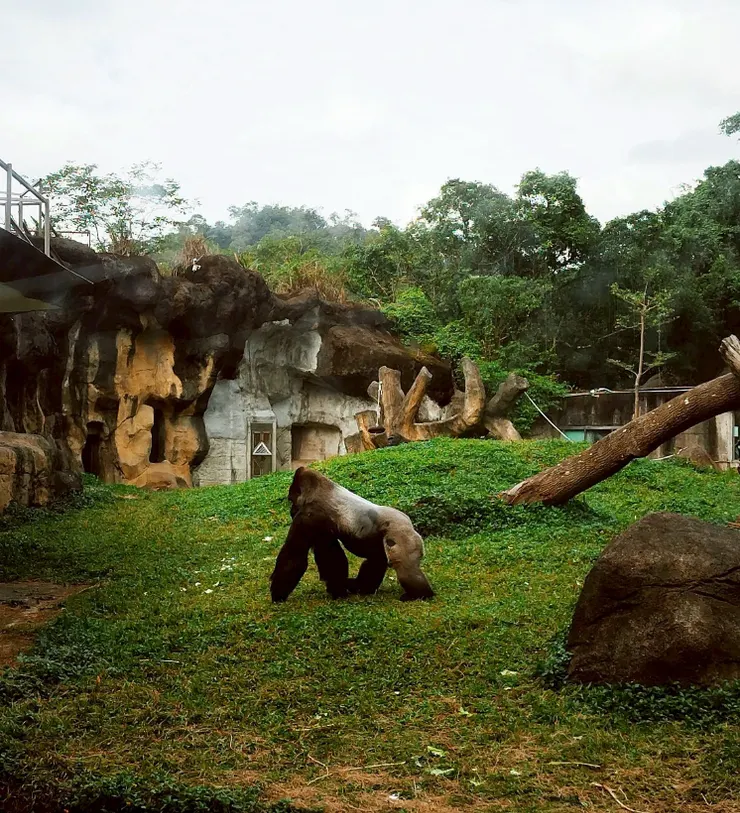 大猩猩 --- 剛好遇到大猩猩被放出來找食物🤗