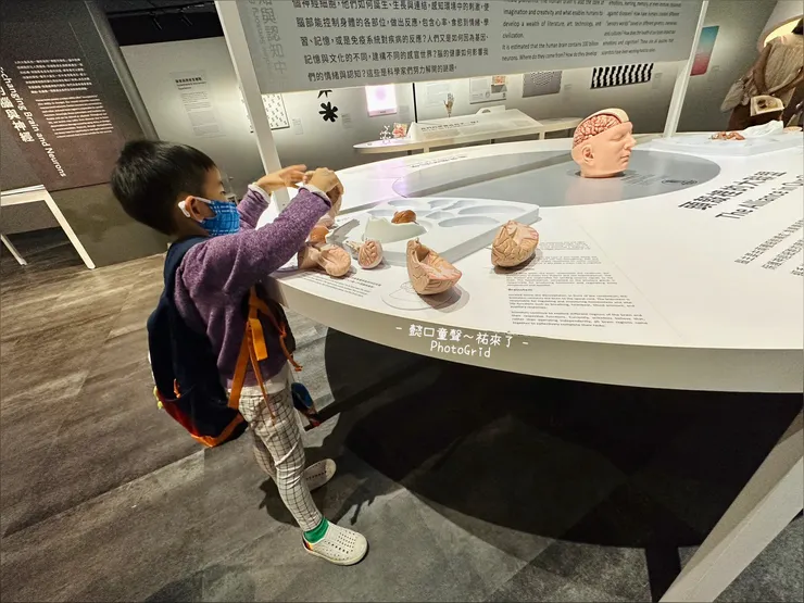 這是可以動手玩的大腦部位,可是拆了組不大回去。(揮汗)