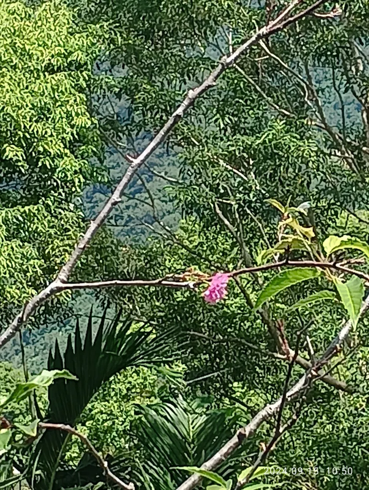 公所前一株山櫻花~竟花開~為什麼呢？