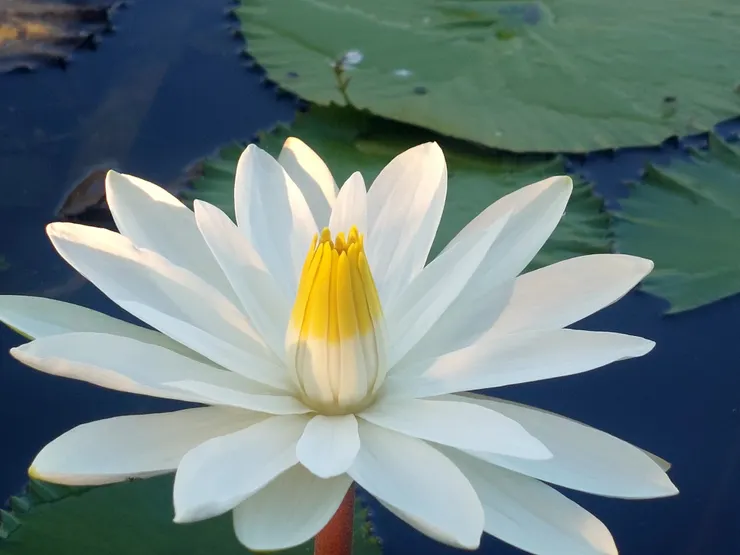 睡蓮相較於荷花，在古老文獻的記載，除了少數混入荷花的詩作並不多見。圖為齒葉夜睡蓮