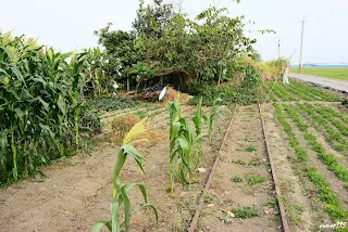 裝車場支線分歧處(往大林方向拍)