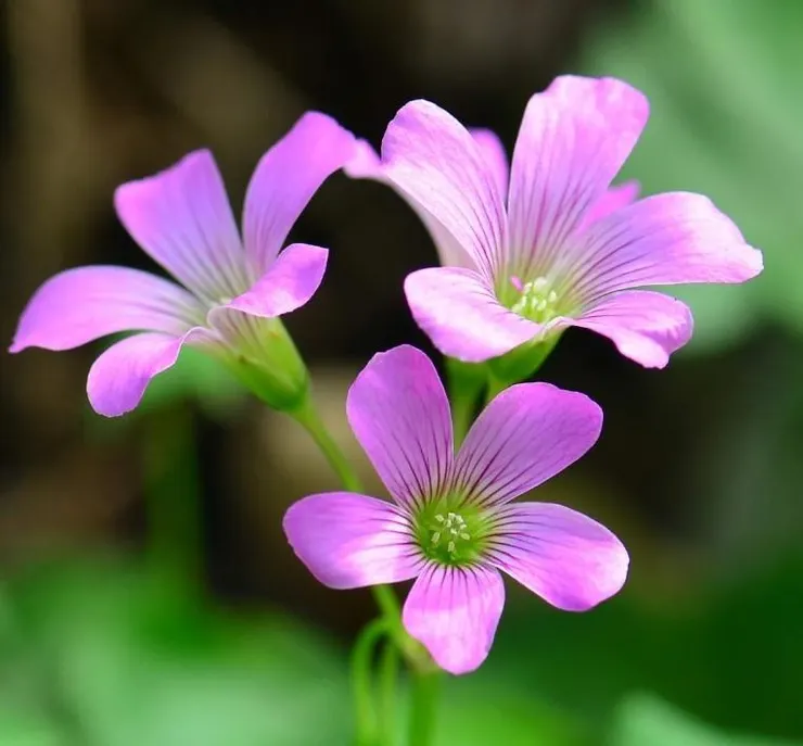 酢漿草(Oxalis corniculata)