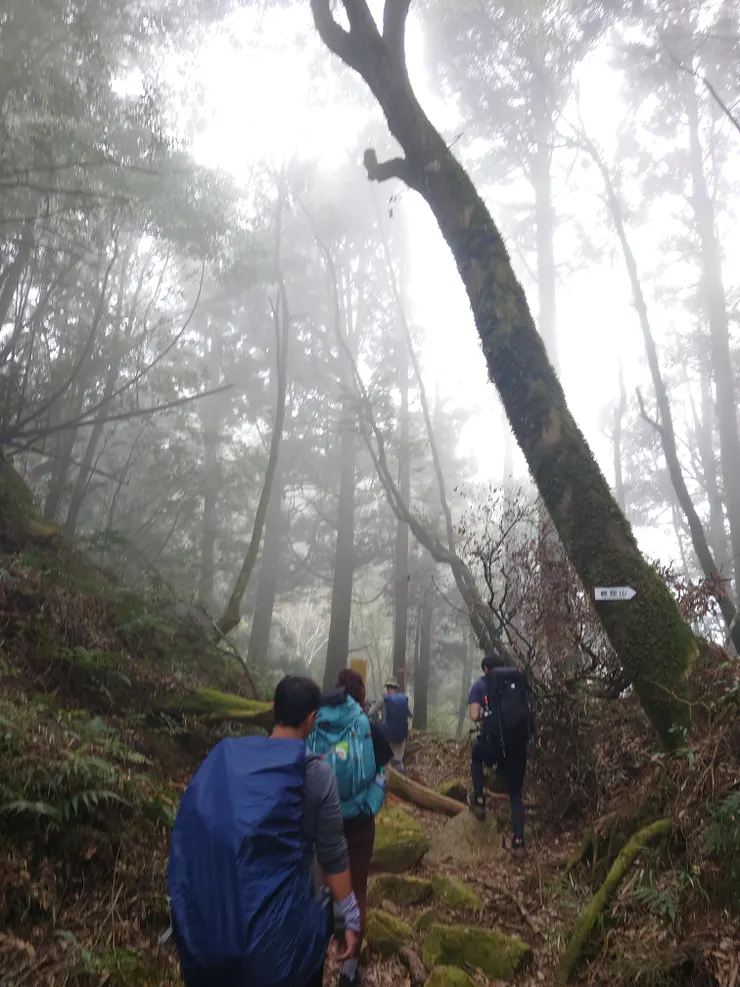很突然的起霧，有那麼一點點置身塔曼山的感覺