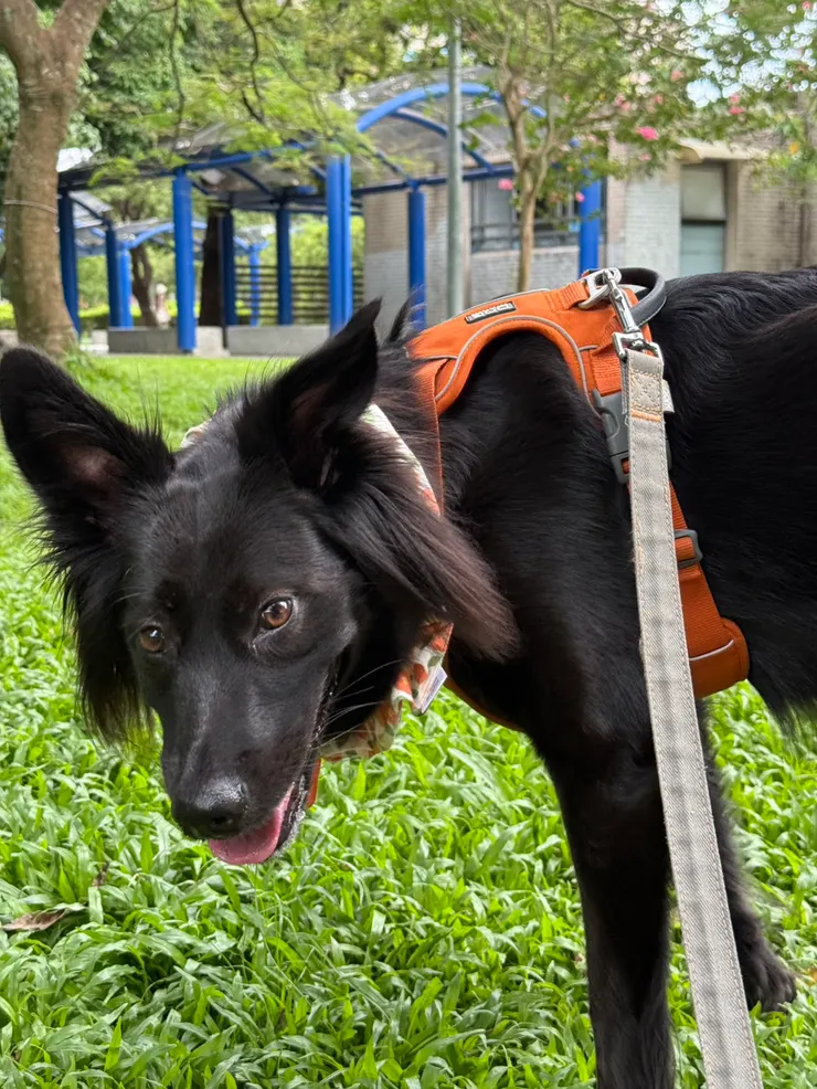 三歲米克斯 娜娜