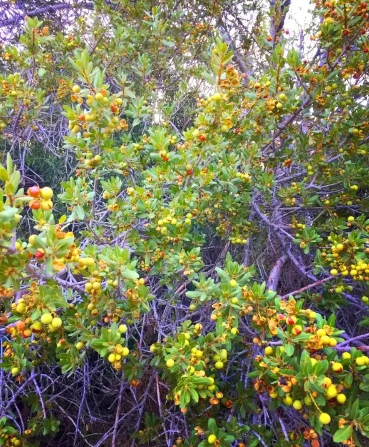 夾克莓Pappea capensis