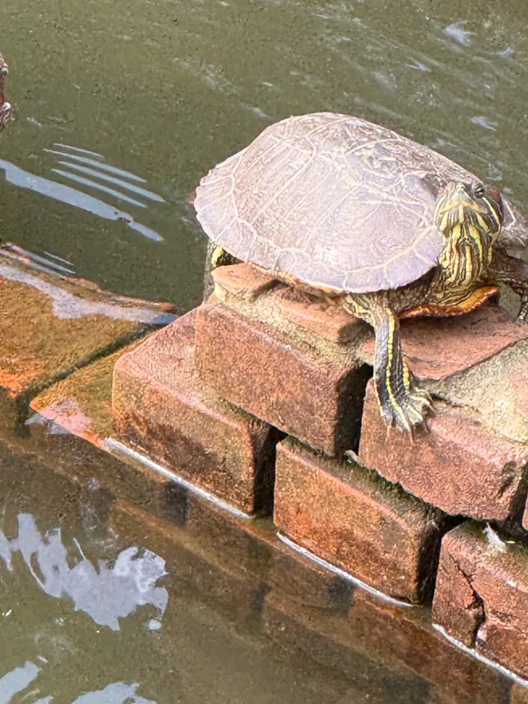 2026/04/20 烏龜看我