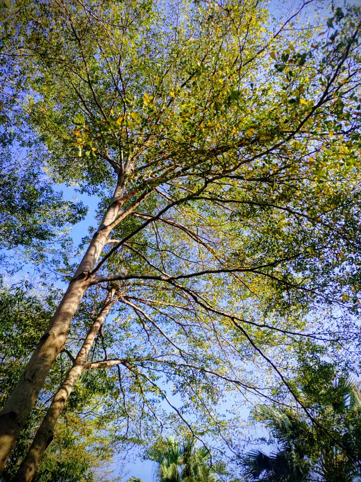 第一天回歸公園走路散步的風景