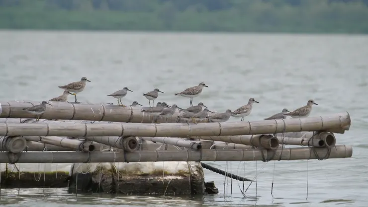 嘴巴看起大很厚