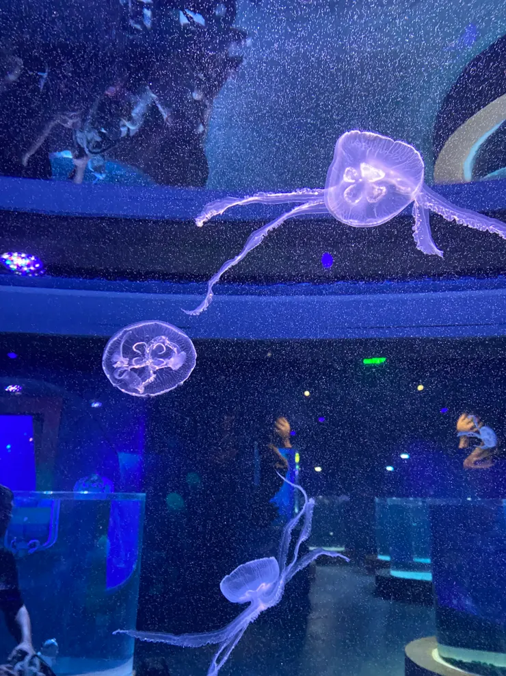 跟xpark一樣該有的水母