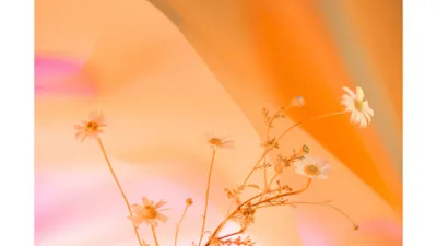 小說、散文創作