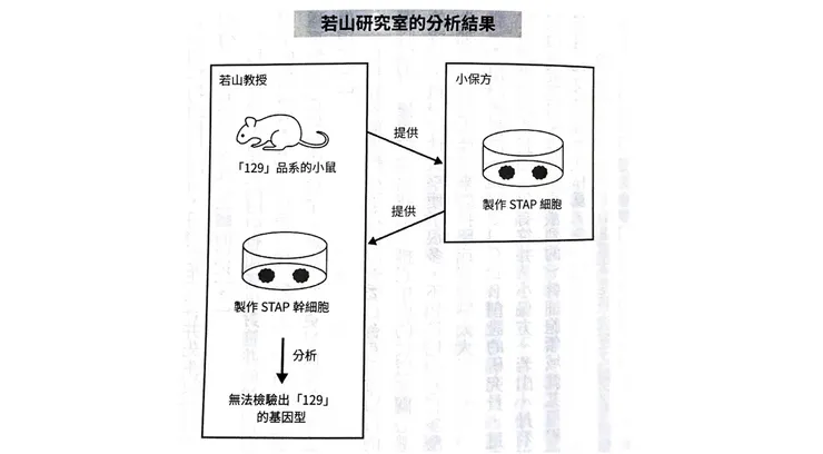 若山的驗證（截自《造假的科學家》）