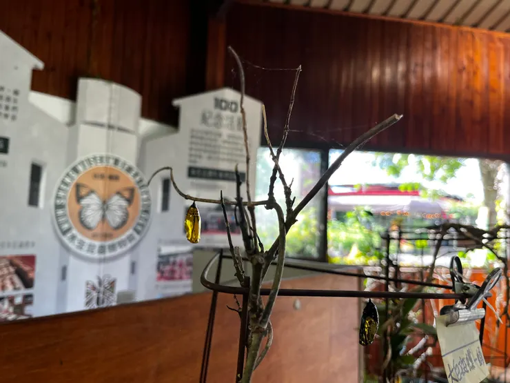 大白斑蝶黃金蛹。