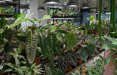 台灣最適合種的植物