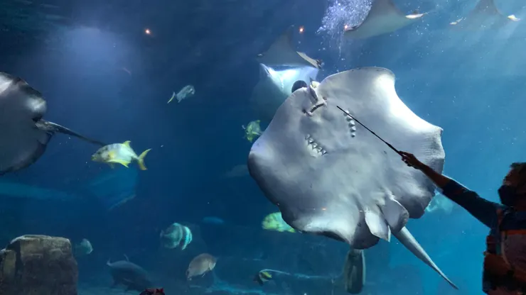 《大洋池的生態奧秘》不要錯過