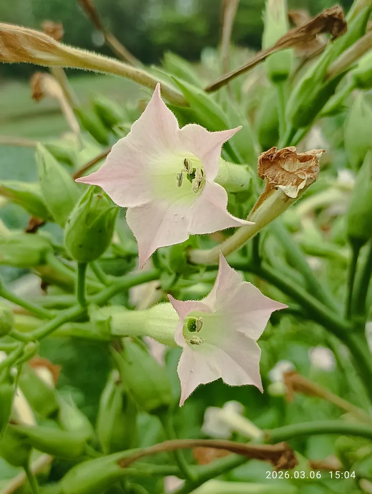近拍，煙草花開了