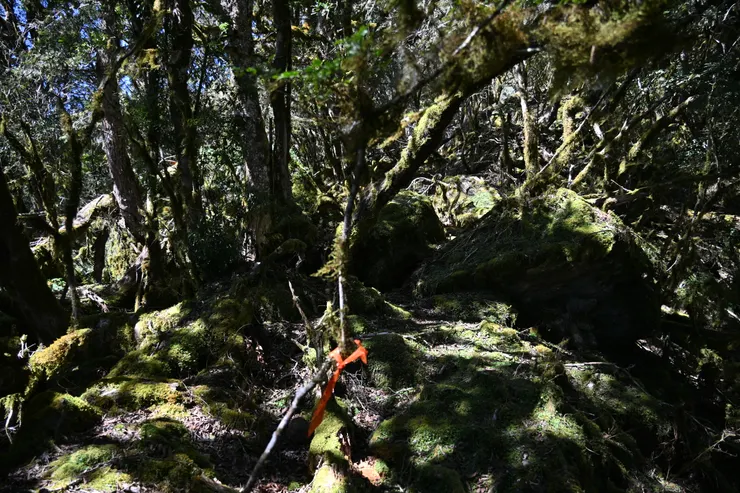 此為同伴事後所綁之布條