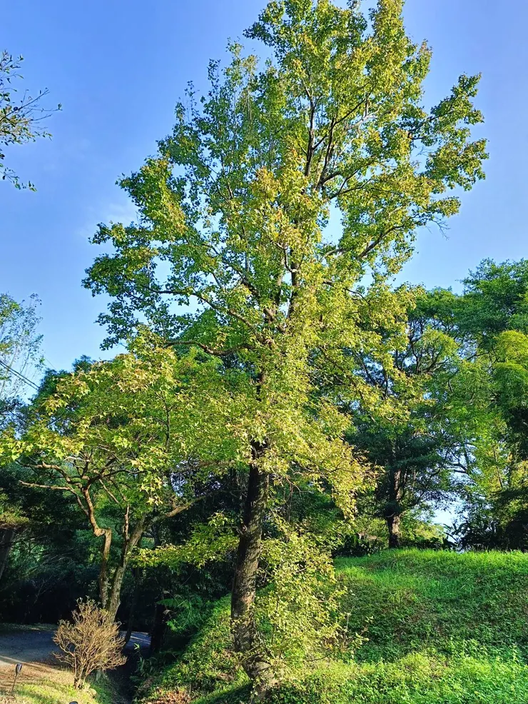 楓香即使葉子沒轉紅時，也是挺拔美麗的