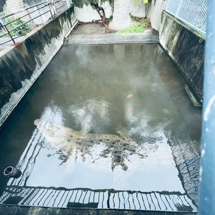 悠閒泡湯的鱷魚