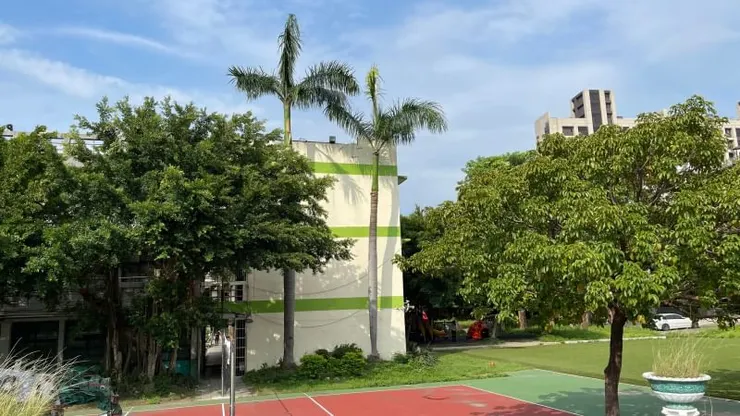 大王椰子修剪後,我們盡量採取輕剪,水平線上保留45度