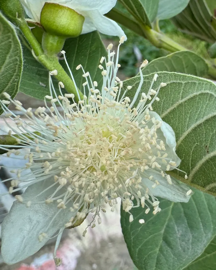 芭樂花（白色）