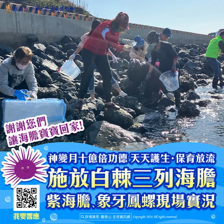 觀音山 神變月十億倍功德 天天護生‧保育放流 施放白棘三列海膽、紫海膽、象牙鳳螺現場實況