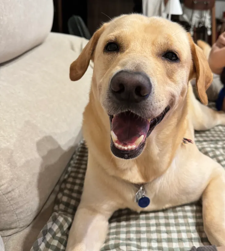 看我又白又整齊的牙齒