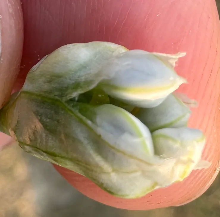 捏一捏，濃郁的韭菜味噴發，我的手指立馬變成韭菜水餃(誤 XD)。