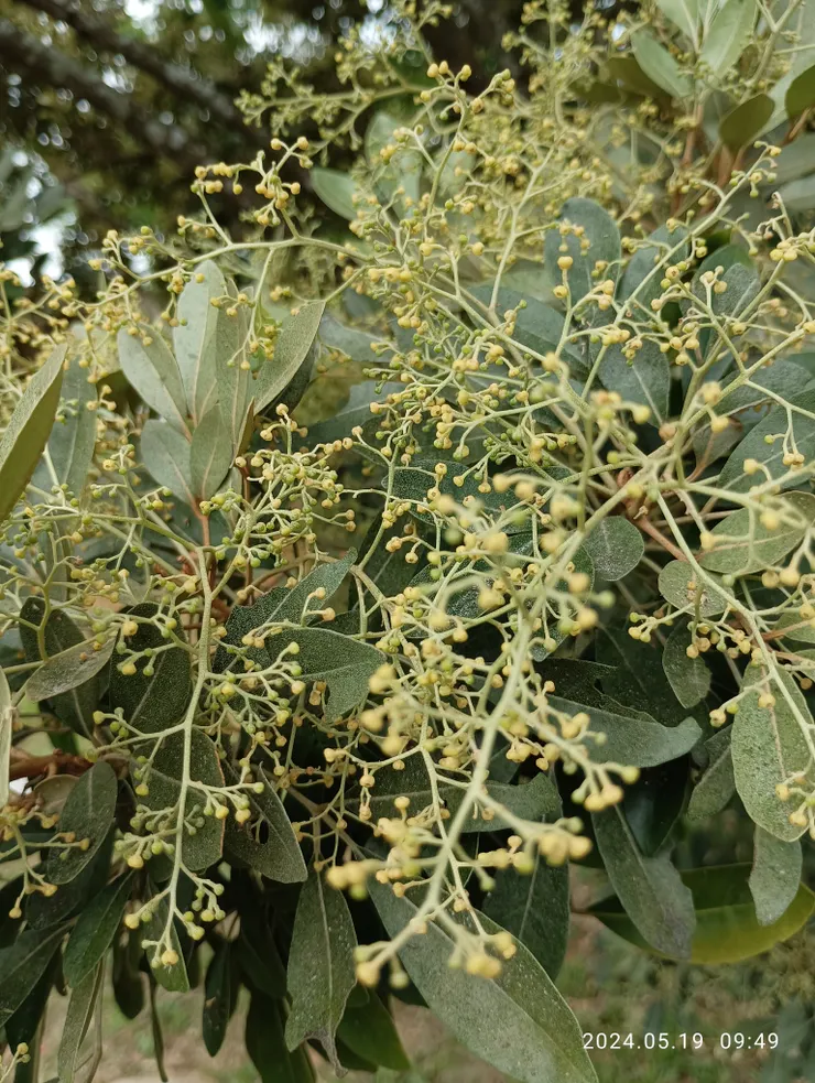 遇見多回花未開難知其名，花開才也確認了