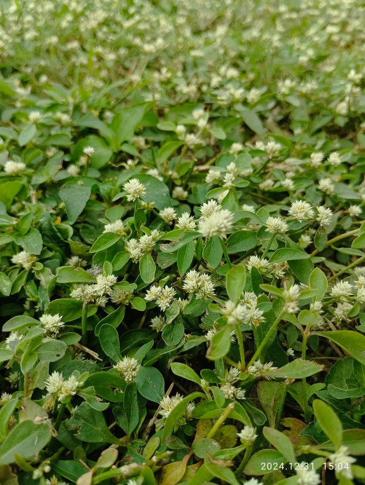 河濱公園草地上鋪一地的”銀花莧”，自拍攝
