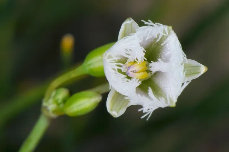 （Thysanotus）多花異蕊草
