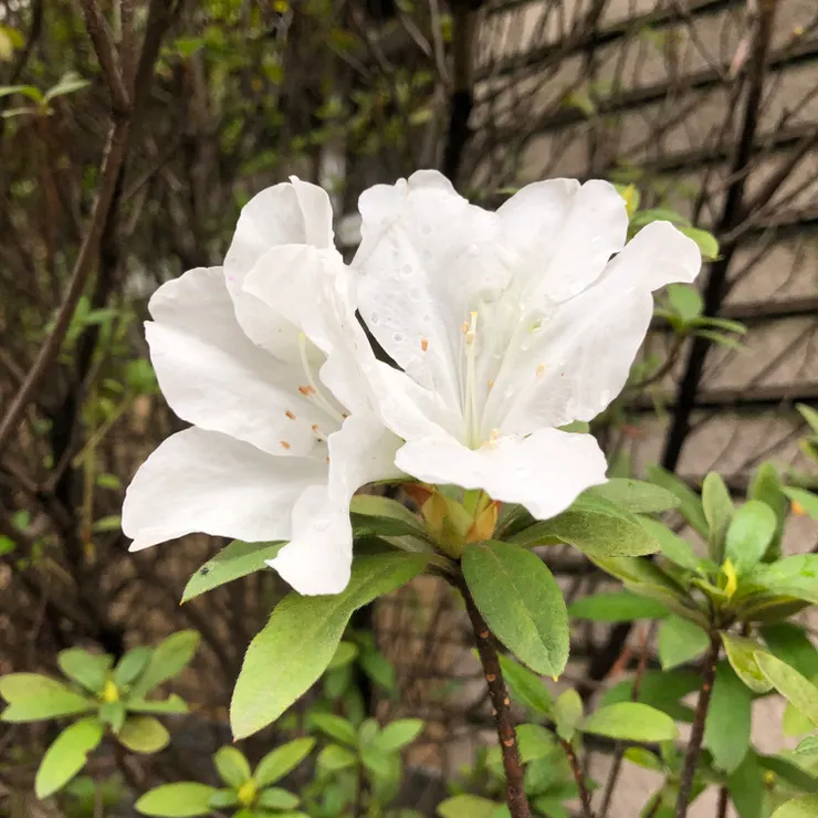 元春杜鵑 ©Claydee