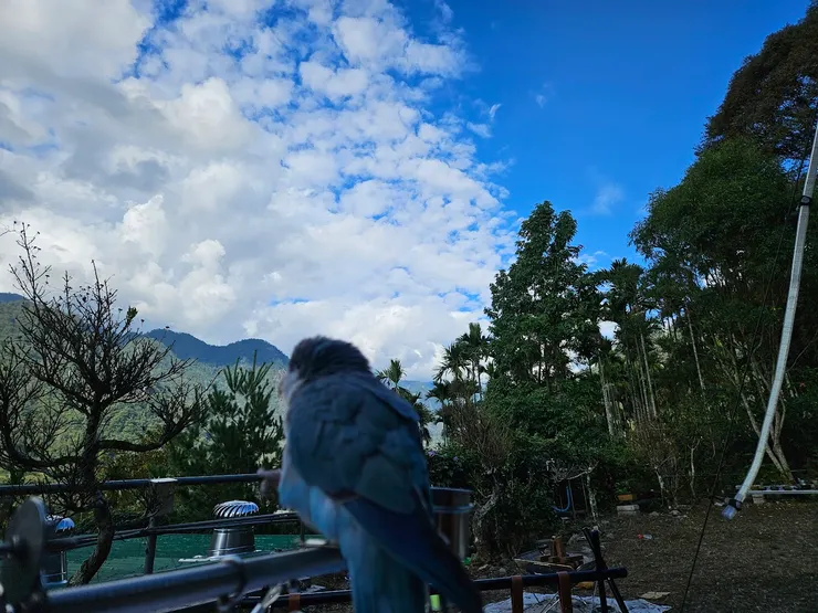 洛基在解鳥生成就