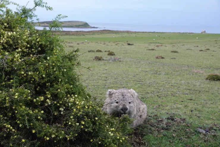 袋熊長得很像無尾熊呢
