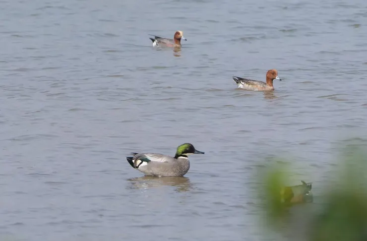 非常觸目的外形