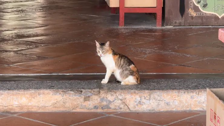 廟裡可愛的貓咪