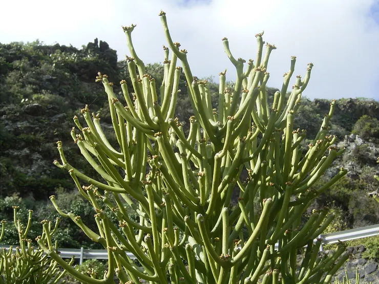 Euphorbia tirucalli 【Photo by Frank Vincentz】