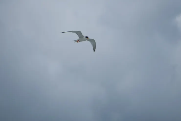 紅色的腿很奪目